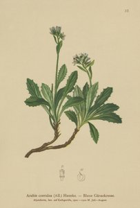 Rzeżucha niebieska (Arabis caerulea, Arabis coerulea) autorstwa German School