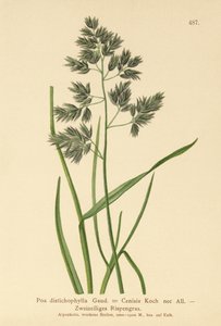 Bluegrass (Poa distichophylla, Poa Cenisia, Poa contracta, Poa fontqueri, Poa oreophila, Poa psychrophila) autorstwa German School
