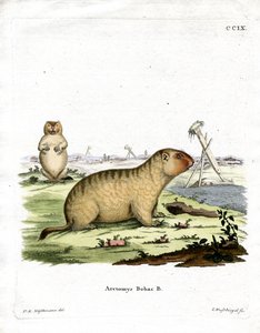 Bobac Marmot (kolorowy grawerunek) autorstwa German School