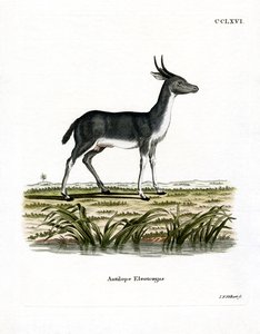 Bohor Reedbuck (kolorowy grawer) autorstwa German School