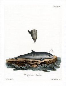 Delfin butlonosy (kolorowy grawerunek) autorstwa German School