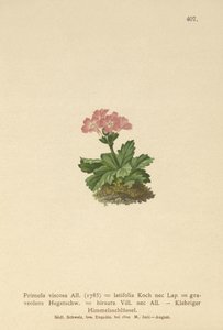 Pierwiosnek wyniosły (Primula viscosa, Primula latifolia, Primula hirsuta) autorstwa German School