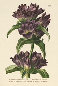 Goryczka brunatna (Gentiana Pannonica) autorstwa German School