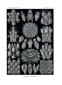 Bryozoa, 1899-1904 autorstwa German School