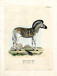 Zebra Burchella (kolorowy grawerunek) autorstwa German School