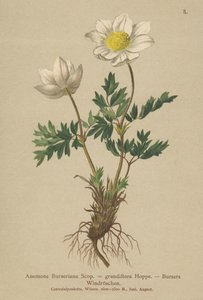 Zawilec wielkokwiatowy (Anemone Burseriana, Anemone wielkokwiatowy) autorstwa German School