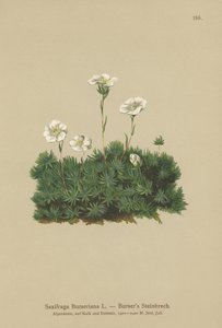Bursers Saxifrage (Saxifraga Burseriana) autorstwa German School
