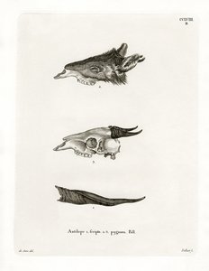 Rogi Bushbuck (kolorowy grawerunek) autorstwa German School