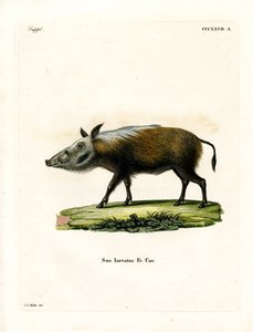Bushpig (kolorowy grawer) autorstwa German School