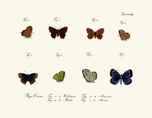 Motyle, 1783-1806 autorstwa German School