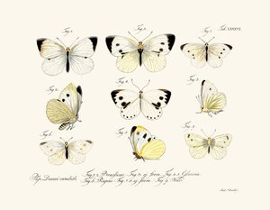 Motyle, 1783-1806 autorstwa German School