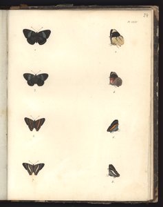 Motyle, Plac XXIV, ilustracja z Kompendium obserwacji zoologii i anatomii porównawczej, wykonanego na Oceanie Atlantyckim, we wnętrzu nowego kontynentu i na Morzu Południowym w okresie autorstwa German School