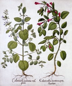 Calamints, z Hortus Eystettensis, Basil Besler (1561-1629), wyd. 1613 (grawerowanie ręcznie kolorowane) autorstwa German School