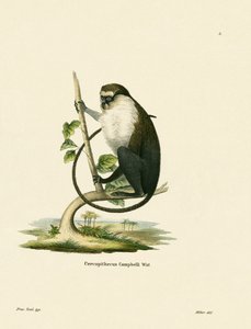Mona Monkey Campbella autorstwa German School