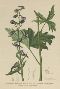 Świeca Larkspur (Delphinium elatum, Delphinium tiroliense) autorstwa German School