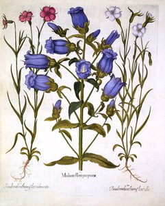 Canterbury Bells i Corn Cockles, z Hortus Eystettensis, Basil Besler (1561-1629), wyd. 1613 (grawerowanie ręcznie kolorowane) autorstwa German School