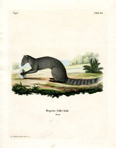 Cape Grey Mongoose (kolorowy grawerunek) autorstwa German School
