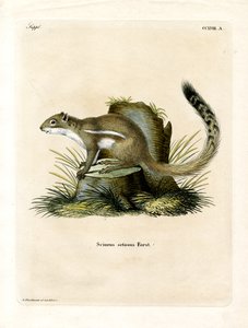 Cape Ground Squirrel (kolorowy grawerunek) autorstwa German School