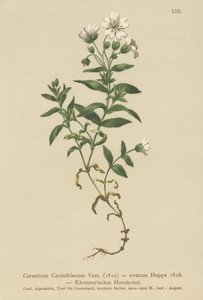 Ucho karynckie (Cerastium Carinthiacum, Cerastium ovatum) autorstwa German School