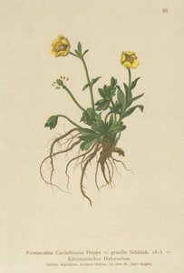 Jaskier karyncki (Ranunculus Carinthiacus, Ranunculus gracilis) autorstwa German School