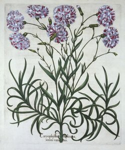 Goździk, z Hortus Eystettensis, Basil Besler (1561-1629), wyd. 1613 (grawerowanie ręcznie kolorowane) autorstwa German School