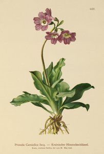 Wiesiołek Carniolan (Primula Carniolica) autorstwa German School