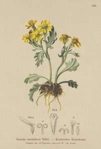 Ragwort krainowy (Senecio carniolicus, Senecio incanus subsp. carniolicus) autorstwa German School