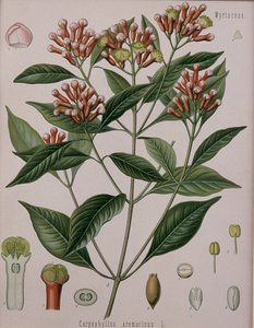 Caryophyllus Aromaticus (goździki) autorstwa German School