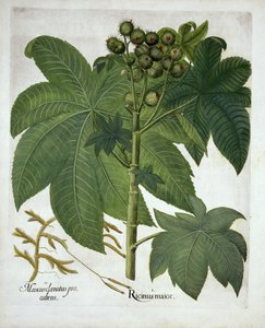 Fabryka oleju rycynowego, z Hortus Eystettensis, Basil Besler (1561-1629) wyd. 1613 autorstwa German School