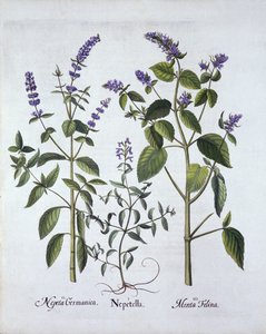 Kocimiętka i Kocimiętka, z Hortus Eystettensis, Basil Besler (1561-1629), wyd. 1613 (grawerowanie ręcznie kolorowane) autorstwa German School