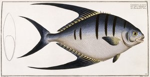 Chaetodon Glaucus, 1785-1788 autorstwa German School