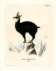 Chamois (kolorowy grawer) autorstwa German School