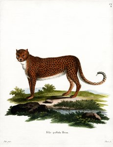 Gepard (kolorowy grawer) autorstwa German School