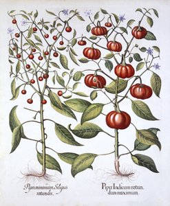 Chili Pepper [Rodzina Nightshade], z Hortus Eystettensis, Basil Besler (1561-1629), wyd. 1613 (grawerowanie ręcznie kolorowane) autorstwa German School