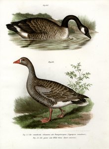Gęś chińska, 1864 autorstwa German School