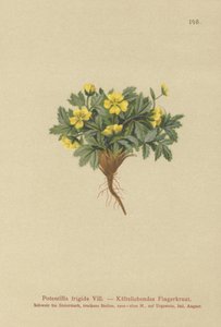 Pięciornik (Potentilla chłodna, Potentilla glacialis, Potentilla helvetica) autorstwa German School