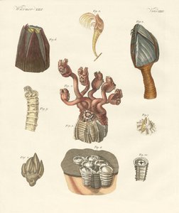 Cirrhipodas, Bristleworms lub ramienionogi (kolorowe grawerowanie) autorstwa German School