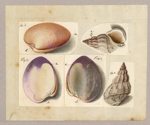 Małż i ślimak morski: Venus Mercenaria Linnaei, Buccino glacioli Linnaei, 1785 (wc na papierze) autorstwa German School