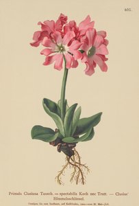 Pierwiosnek kłodzki (Primula clusiana, Primula spectabilis) autorstwa German School
