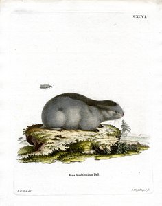 Lemming z kołnierzykiem (kolorowy grawerunek) autorstwa German School