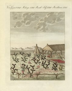 Zbieranie koszyli (kolorowe grawerowanie) autorstwa German School