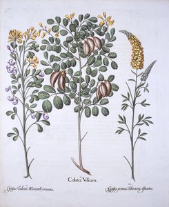 Odmiany Colutea Tree i Cytisus, z Hortus Eystettensis, Basil Besler (1561-1629), wyd. 1613 (grawerowanie ręcznie kolorowane) autorstwa German School