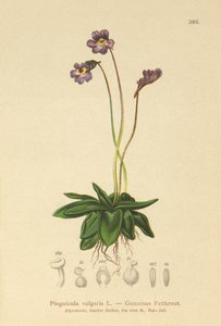 Butterwort zwyczajny (Pinguicula vulgaris) autorstwa German School