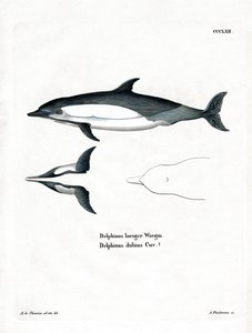 Delfin pospolity (kolorowy grawerunek) autorstwa German School