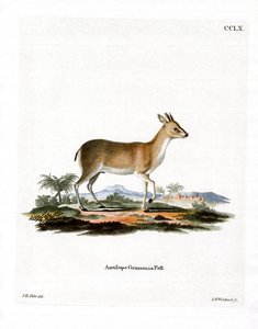 Common Duiker (kolorowy grawerunek) autorstwa German School