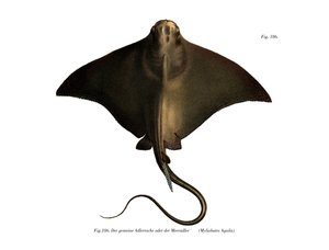 Common Eagle Ray (kolor lito) autorstwa German School