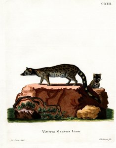Common Genet (kolorowy grawerunek) autorstwa German School