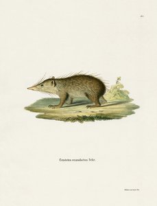 Common Tenrec (kolorowy grawerunek) autorstwa German School