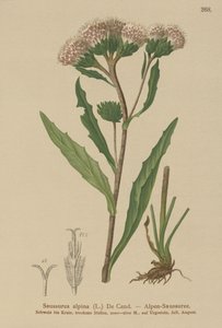 Tartacznik zwyczajny (Saussurea alpina) autorstwa German School