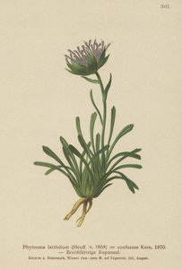 Rampion mylący (Phyteuma confusum, Phyteuma latifolium, Phyteuma hemisphaericum ssp. confusum, Phyteuma nanum) autorstwa German School